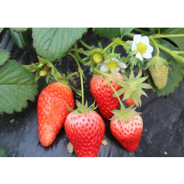 草莓苗_乾纳瑞农业科技公司售_盆栽牛奶草莓苗