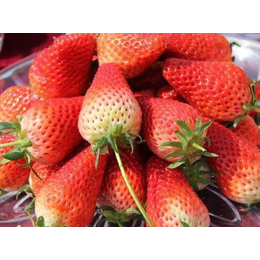 草莓苗_乾纳瑞农业科技优惠价_宁玉草莓苗