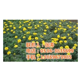 节日草花养护|西藏节日草花|青州君诚花卉苗木公司(查看)