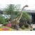 龙君恐龙展览 恐龙出售缩略图2