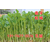 辽宁芽苗菜机厂家 大型芽苗菜的产量 花生芽机的价格是多少缩略图3
