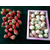 奶油草莓苗基地,乾纳瑞农业科技好品质,草莓苗缩略图1