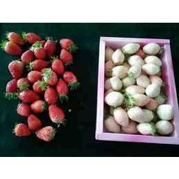 奶油草莓苗基地,乾纳瑞农业科技好品质,草莓苗