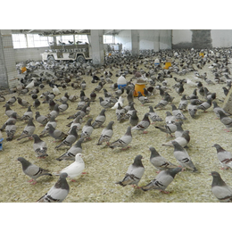 金华商品鸽、山东中鹏农牧(在线咨询)、商品鸽养殖场