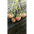 盆栽牛奶草莓苗|乾纳瑞(在线咨询)|草莓苗缩略图1