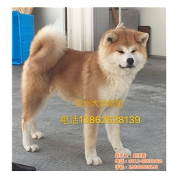 秋田犬价格_苏州巨洲犬舍_秋田犬