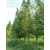 成都水杉供应6-20公分水杉新价格手货源批量低价处理好树型缩略图2