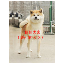 日系秋田犬代理,巨洲犬舍(在线咨询),太仓秋田犬