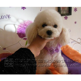 纯种泰迪,北京尊宠天下宠物会所,一只纯种泰迪犬多少钱