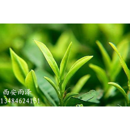 绿茶提取物生产厂家