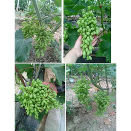 葡萄树施哪种叶面肥料好、叶面肥、拜农葡萄*中药叶面肥