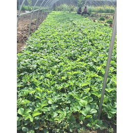 宁玉草莓苗,乾纳瑞农业科技优惠价,草莓苗