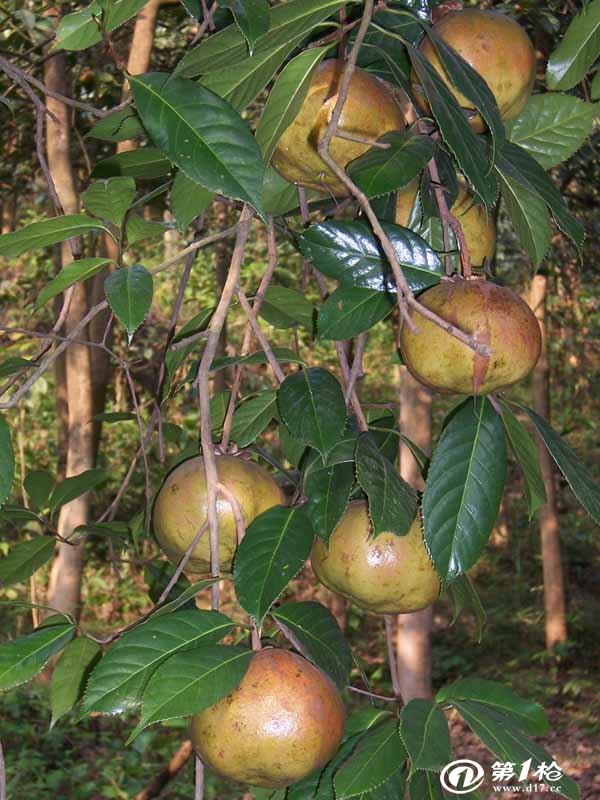 供应中国新产茶麸 桐麸 广西牌茶籽饼 茶枯上市