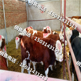 张北县牛市受追捧 每日交易上千头肉牛