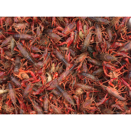 龙虾养殖、元泉湾生态龙虾培育、龙虾养殖厂家