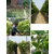 葡萄树施哪种叶面肥料好,叶面肥,拜农生物(查看)缩略图1