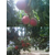 桃树有机肥_拜农桃子*中药有机肥_桃树有机肥的价格缩略图1