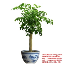 白沙洲绿植花卉|绿植花卉市场|【武汉卉风园艺绿植花卉】