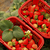 草莓苗,乾纳瑞农业科技欢迎您,宁玉草莓苗缩略图1