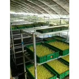 爽舌尖芽苗菜学习费用_盐湖区爽舌尖芽苗菜生产基地