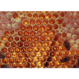 广东农家蜂蜜价格,【宝鸭塘】,珠海农家蜂蜜