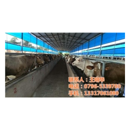 明发肉牛养殖销售(图)_养殖肉牛销售_养殖肉牛