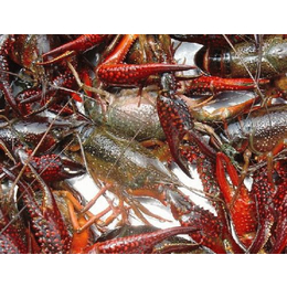 龙虾养殖生产商、元泉湾生态农业(在线咨询)、龙虾养殖
