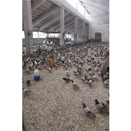 养殖种鸽怎样|承德种鸽|山东中鹏农牧(在线咨询)