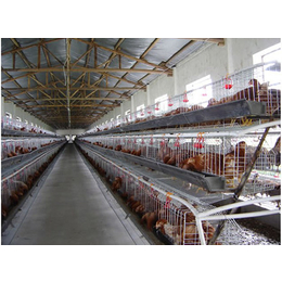 肉食鸡自动化养鸡设备,自动化养鸡设备,禽翔鸡笼厂