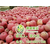 洛川苹果礼盒|景盛果业洛川苹果(在线咨询)|金台区洛川苹果缩略图1
