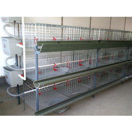 鸡笼设备批发厂家|禽翔畜牧(在线咨询)|鸡笼设备