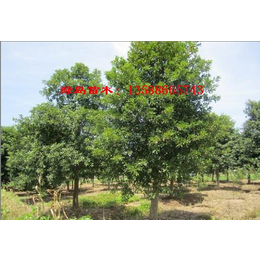 绿岛苗木供应5-30公分浙江杜英 金华尖叶杜英树