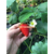 草莓苗价格|乾纳瑞(在线咨询)|草莓苗缩略图1