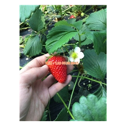 草莓苗价格|乾纳瑞(在线咨询)|草莓苗