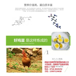 生态散养鸡蛋介绍、知硒堂(在线咨询)、散养鸡蛋