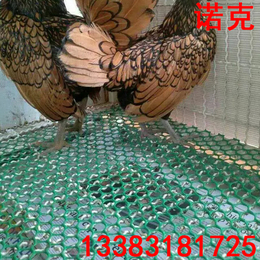 诺克 塑料平网 绿色养殖网 养鹅漏粪网 养鸡脚垫网