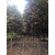 崇德园林精品金桂温江10公分金桂基地树型优美冠幅饱满低价格缩略图3