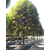 崇德园林精品金桂温江10公分金桂基地树型优美冠幅饱满低价格缩略图2