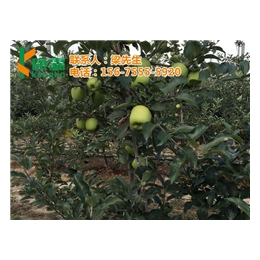 洛川苹果专卖_西安洛川苹果_康霖现代农业洛川苹果
