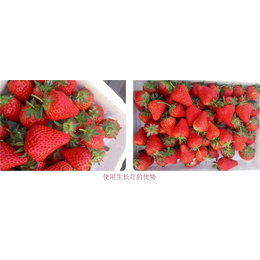 草莓生长灯价格、诺达科技(在线咨询)、阿坝草莓生长灯