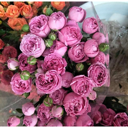 新疆爱莎玫瑰种苗|新疆爱莎玫瑰种苗生产商|红瑞花卉