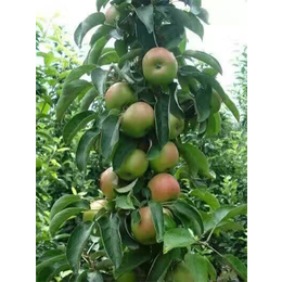 乾纳瑞农业科技优惠价、苹果苗、柱状苹果苗