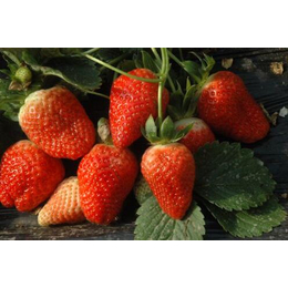 草莓苗,乾纳瑞农业科技好品质,章姬草莓苗基地