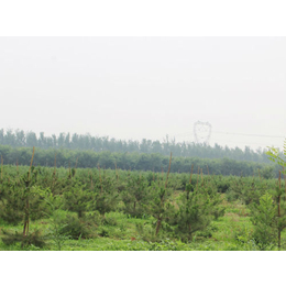 5cm油松苗,绿都园林(在线咨询),北京油松苗