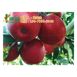 新鲜苹果供应_康霖现代农业苹果_西安苹果