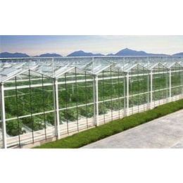 文络式玻璃温室建设、齐鑫温室园艺、文络式玻璃温室