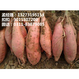 河北沧州红薯生产厂家  元氏红薯批发