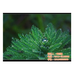 水生植物种植|狐尾藻|绿荷水生