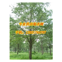 宏松苗木(图)|米径28公分银杏树价格|银杏树价格