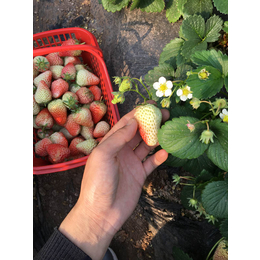 宁玉草莓苗,草莓苗,乾纳瑞农业科技欢迎您